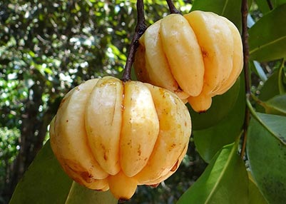 garcinia cambogia fruit