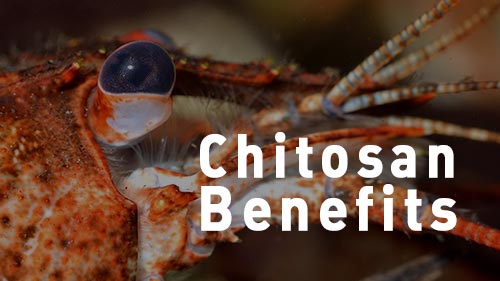 Chitosan for Weight Loss