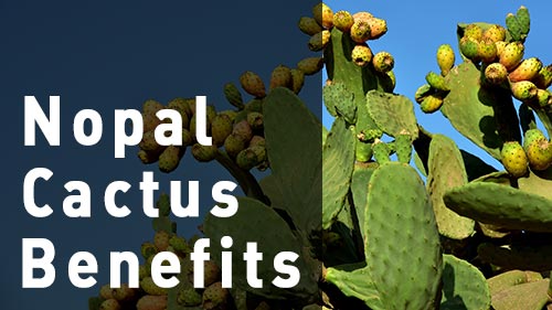 Nopal Cactus Benefits Plants and Powder