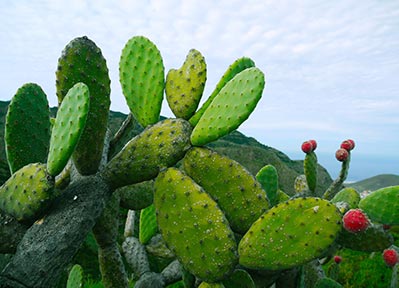 What are nopal cactus plants