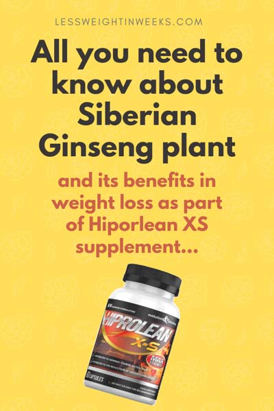 siberian ginseng plant all you need to know